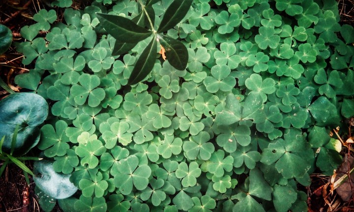 Clover