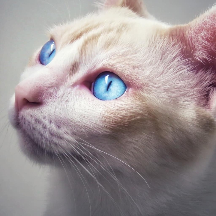 blue eyes