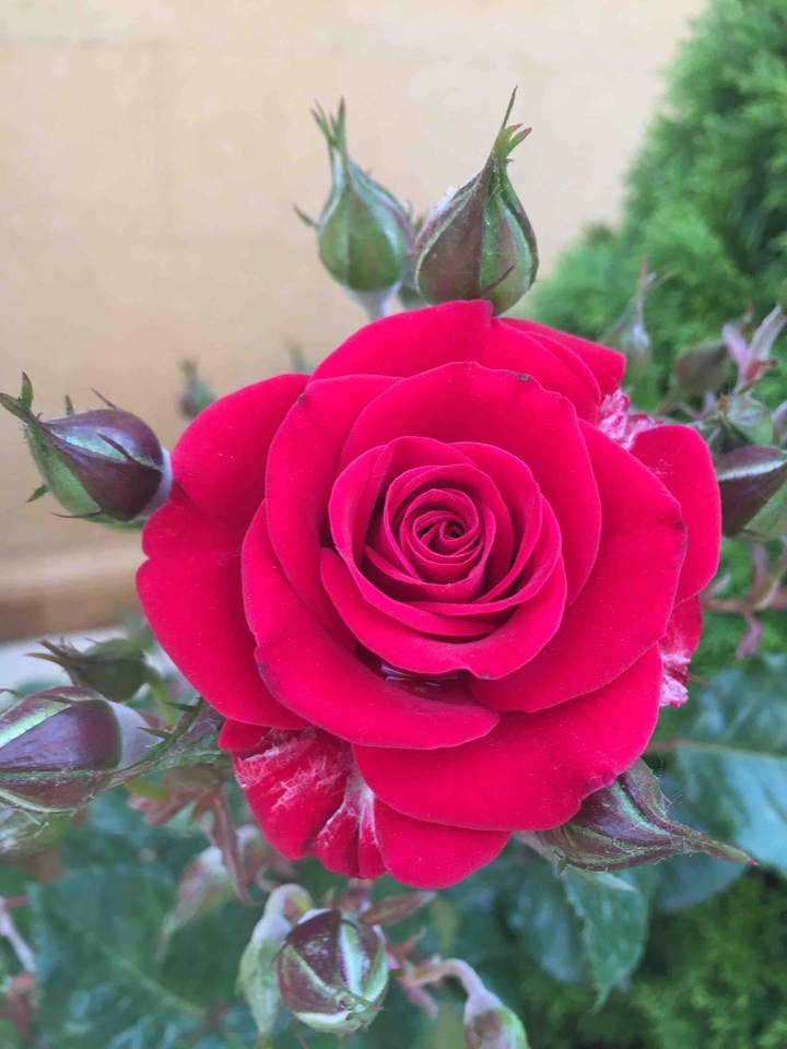 Rosebuds