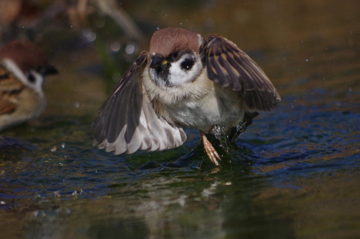 bird