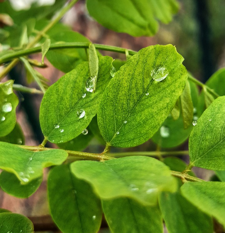 Leaf...