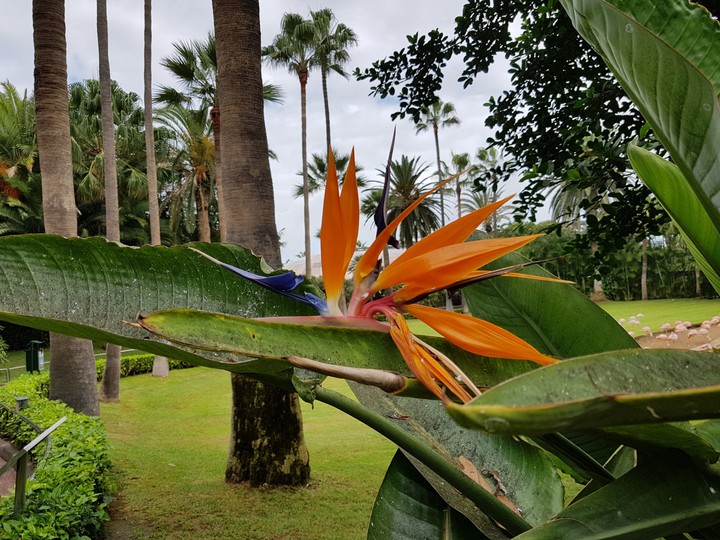 Bird of paradise