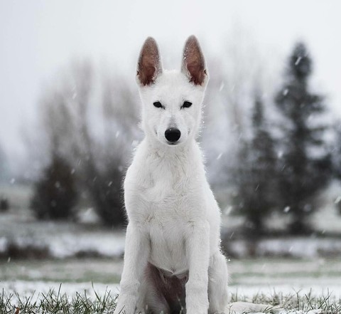 dog वॉलपेपर