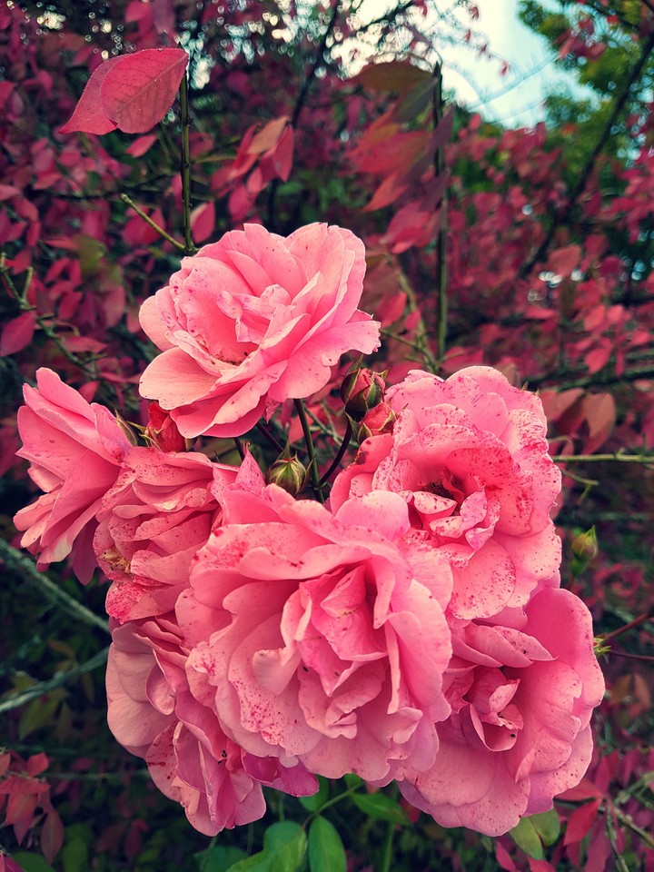Rose flowers
