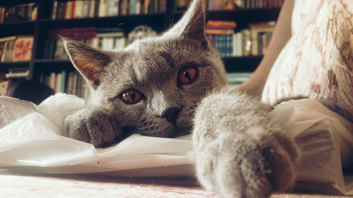 British cat