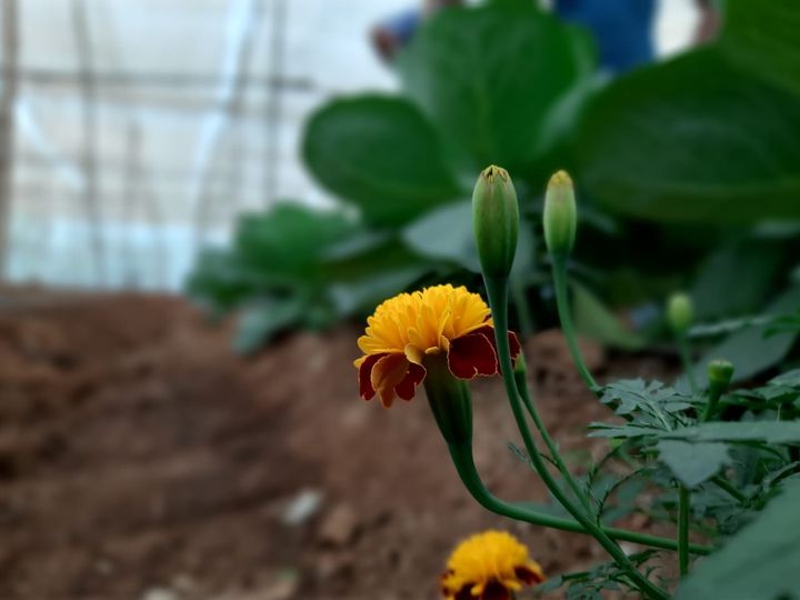 meri gold