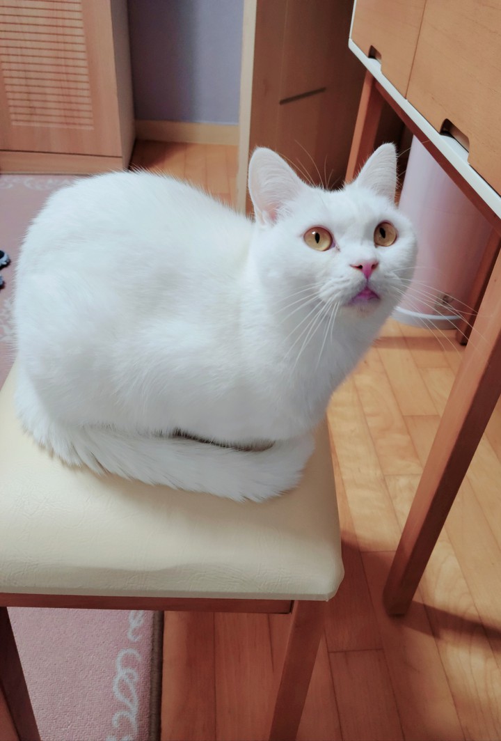 My  adorable cat ♡
