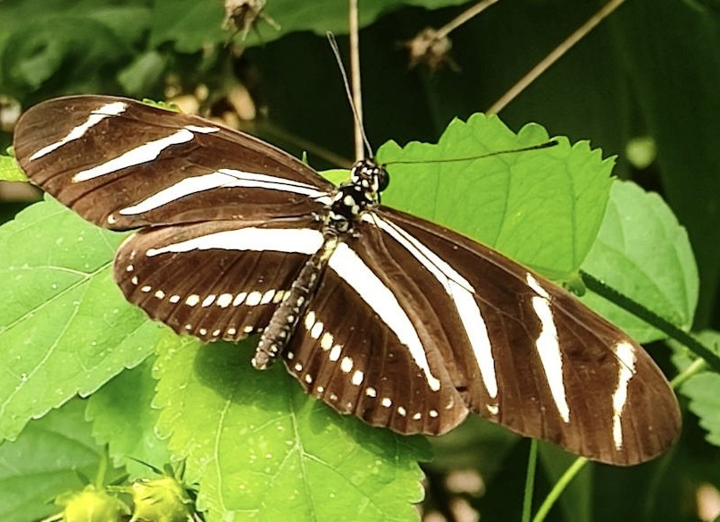 тапети pollinator, insect