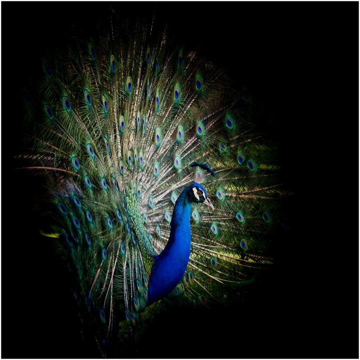 Peacock