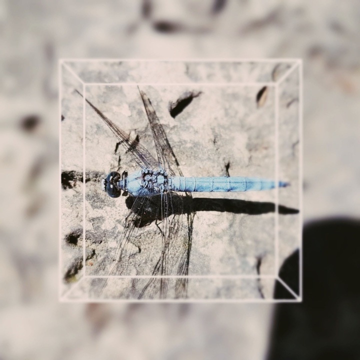 Blue dragonfly
