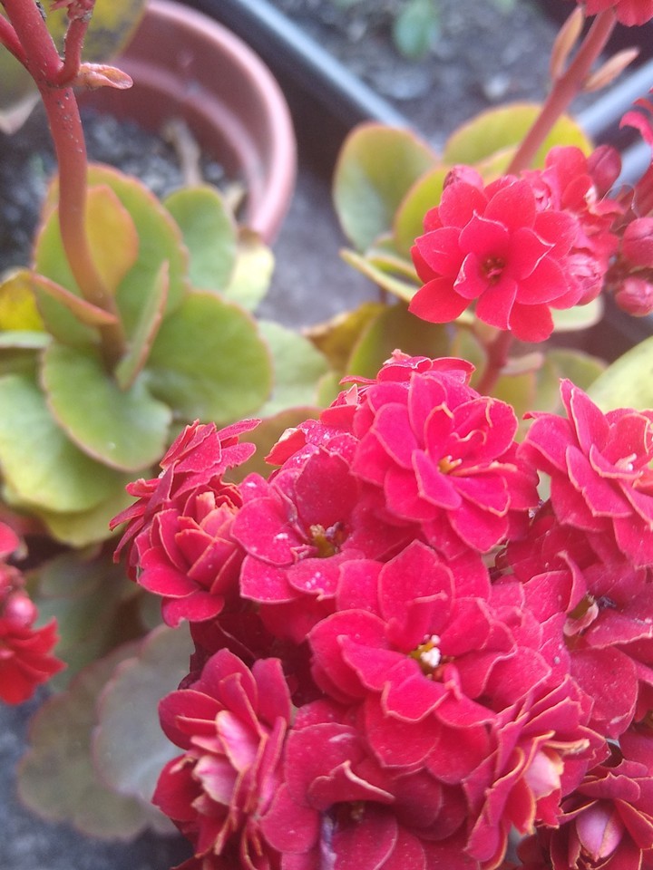 red flower