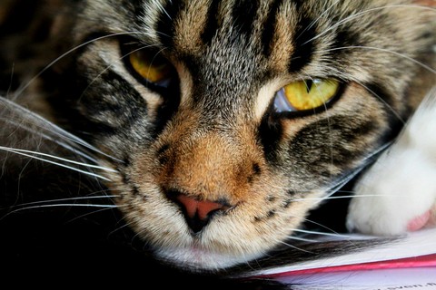 Margo