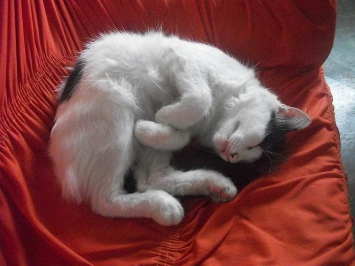 Gato