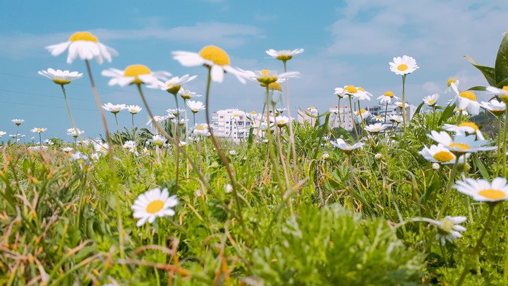 ◯Daisies◯