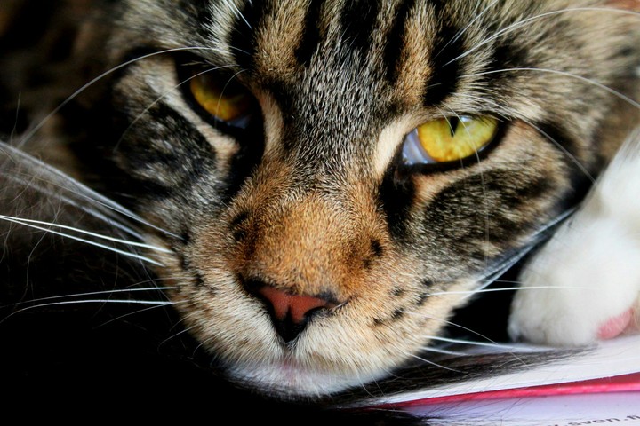 Margo