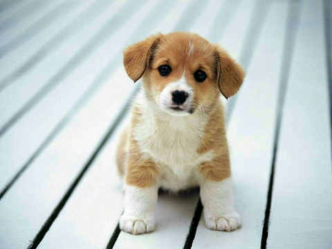 Cute Puppy