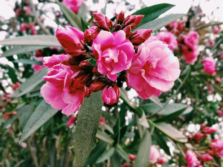 pink Flower beauty