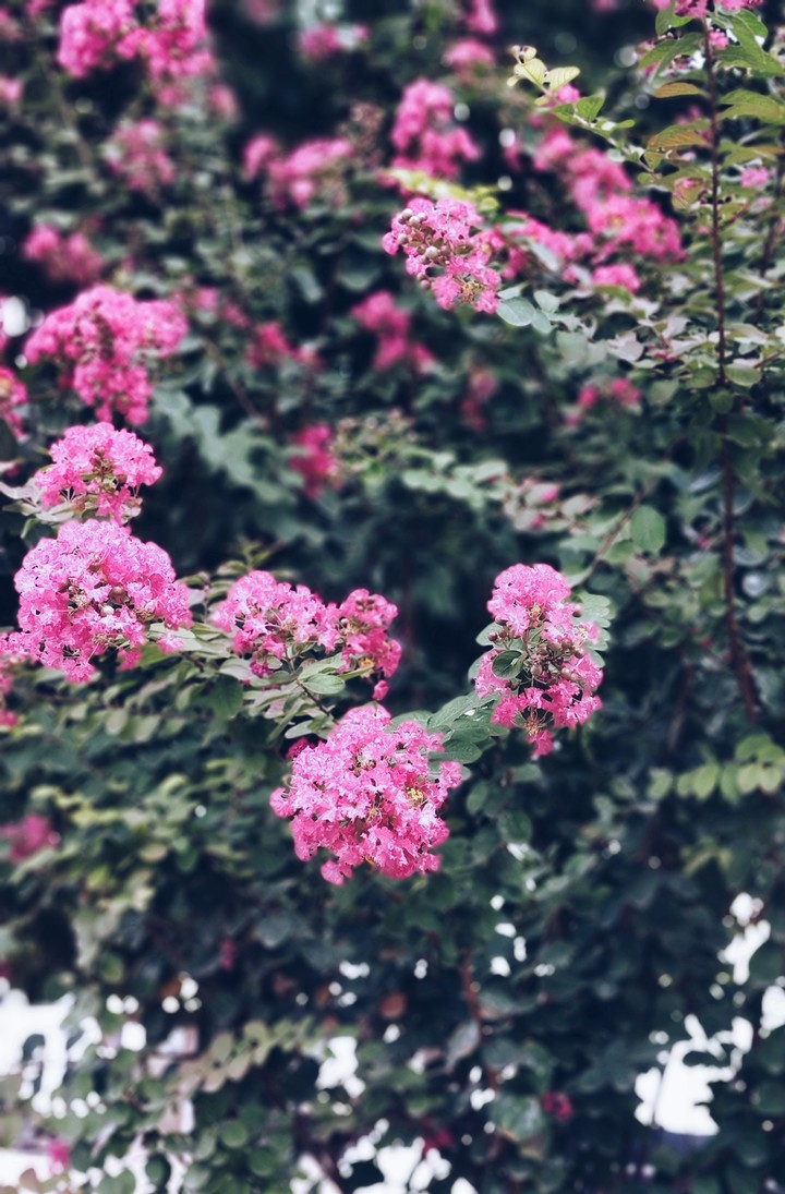 pink love
