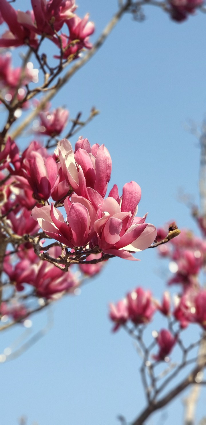 Magnolia liliiflora 3