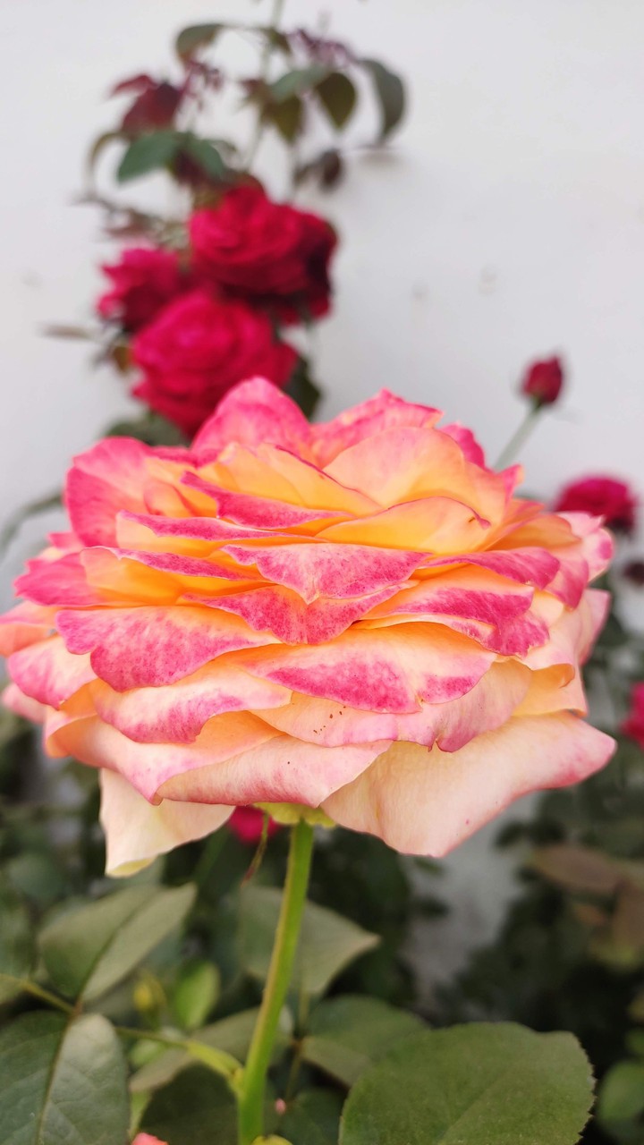 Beautiful Rose