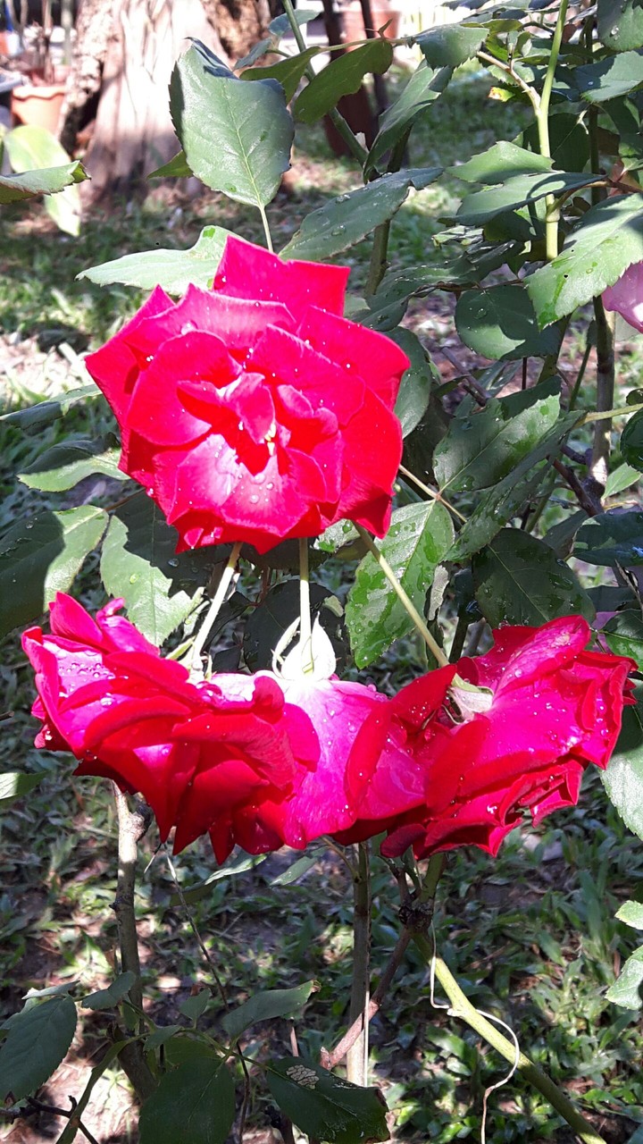 sprinkle rose