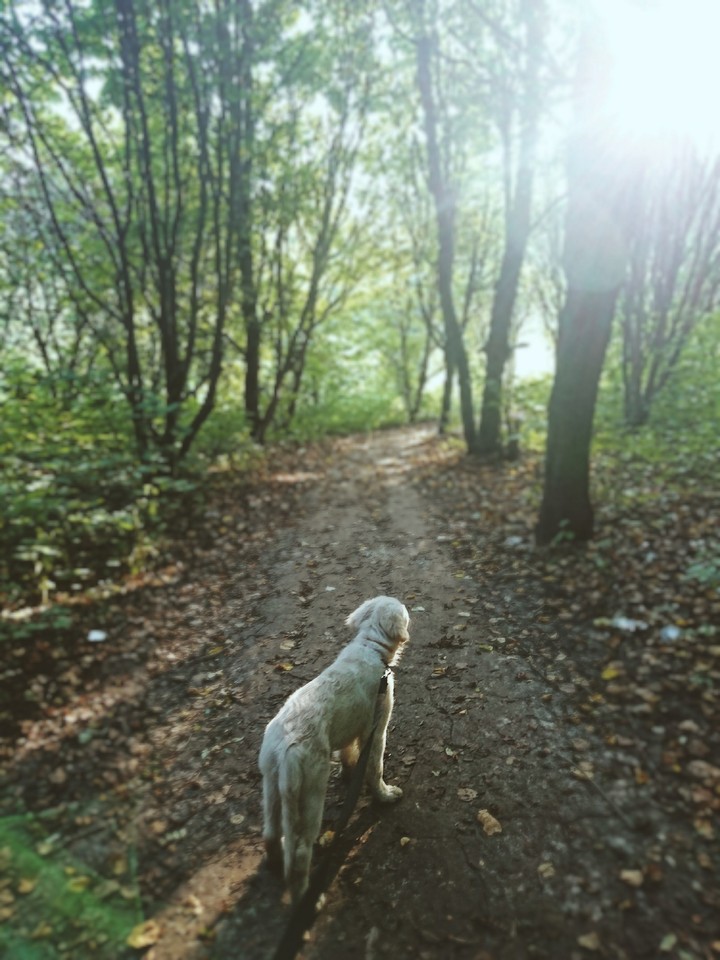 Walking with a dog