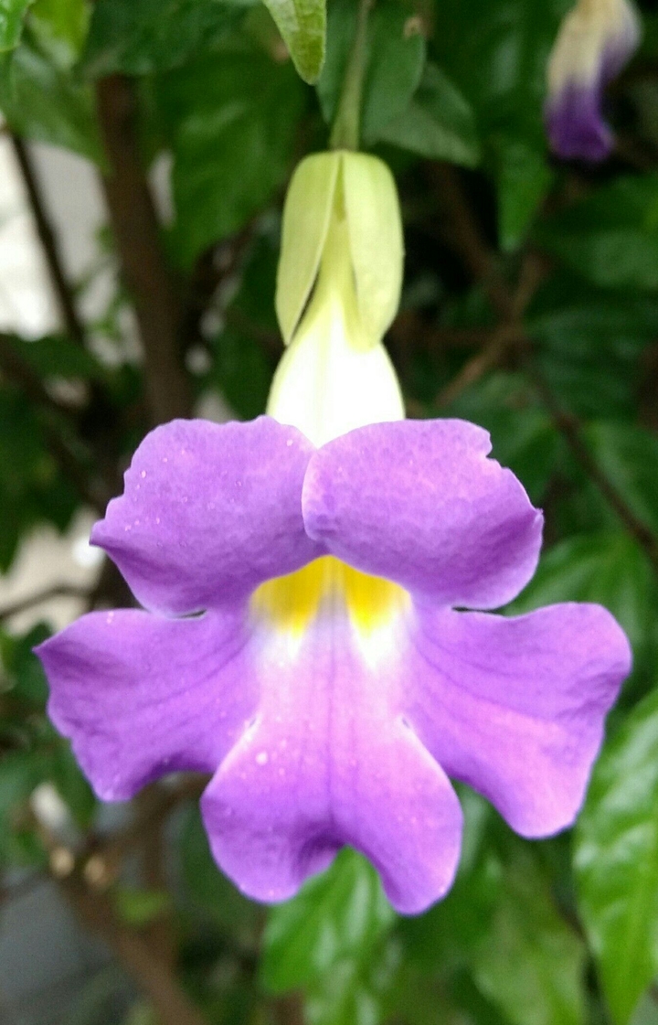 Purple flower