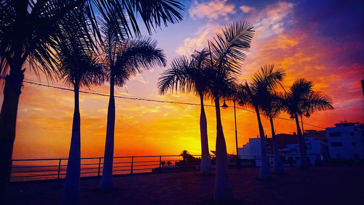 Palm trees.