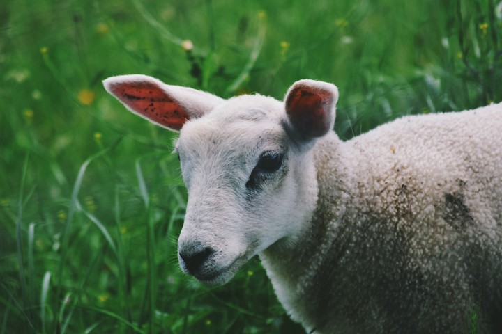 Sheep