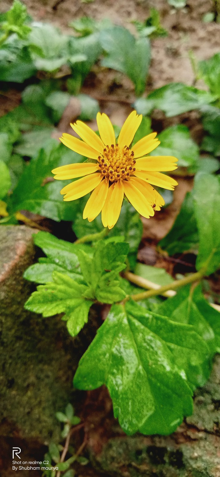 nice flower