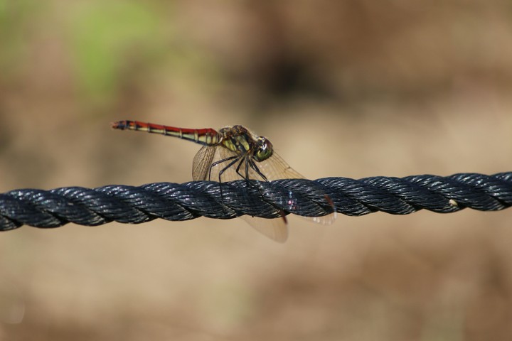 Dragonfly(トンボ)