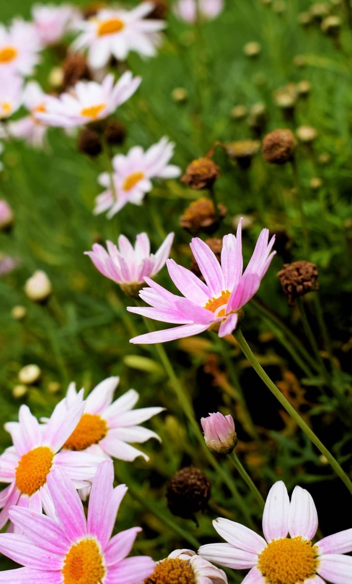 fresh flowers