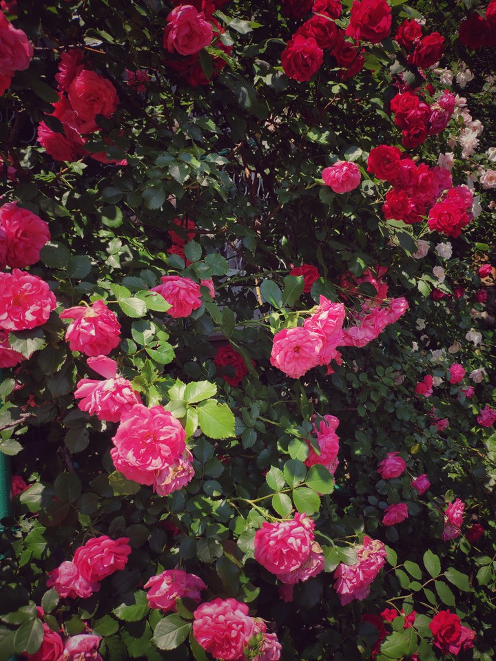 Roses