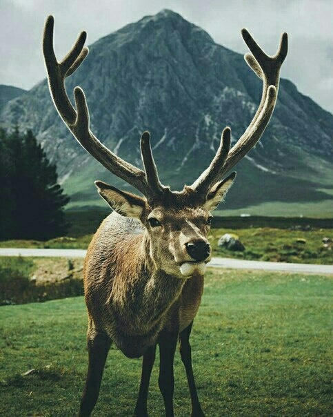 Deer