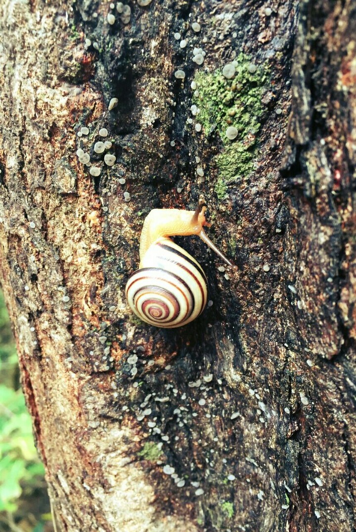 snail