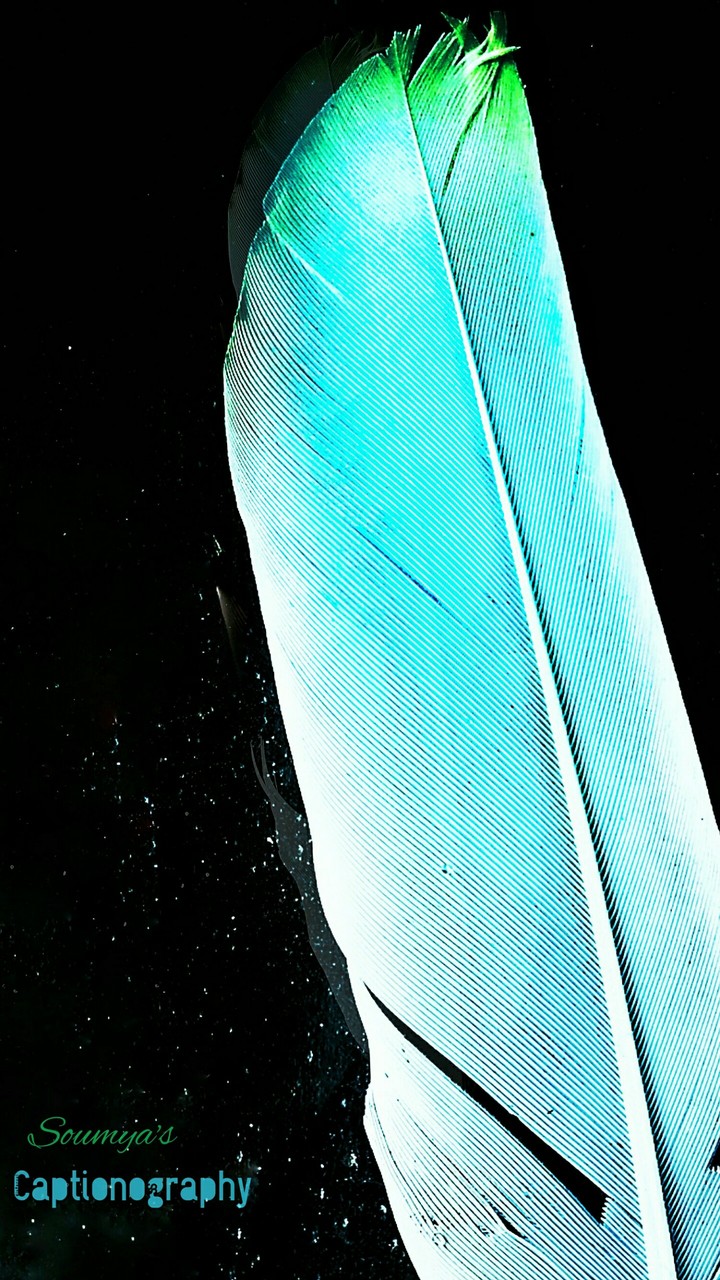 feather