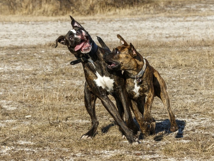Ares und Balu in Action