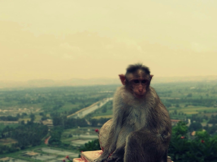 Monkey