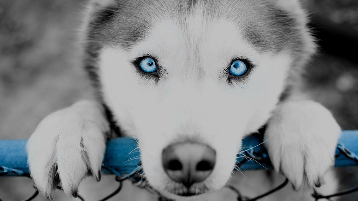 blue eyes