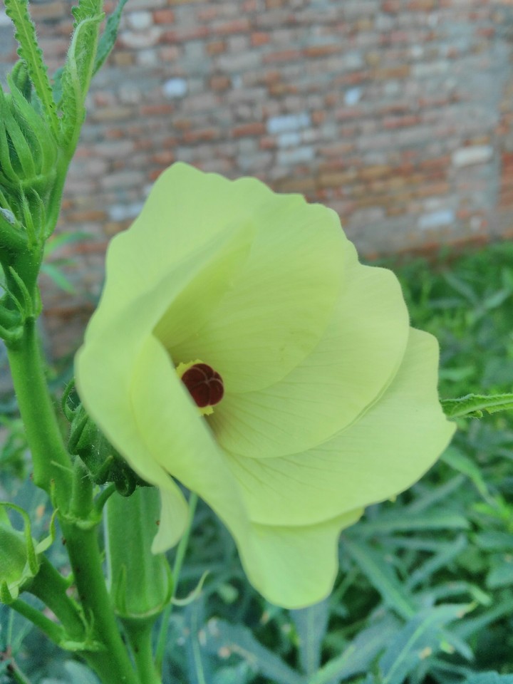 new Born
