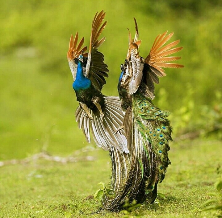 Nature