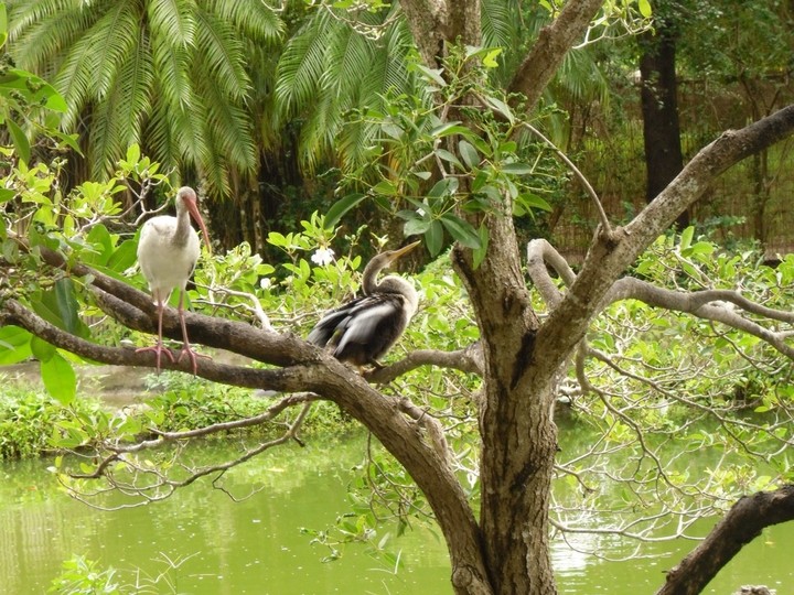 ibis and anhinga