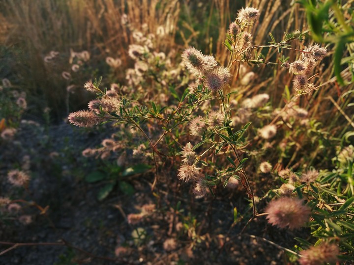 rabbitfoot clover