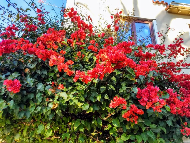 red flowers