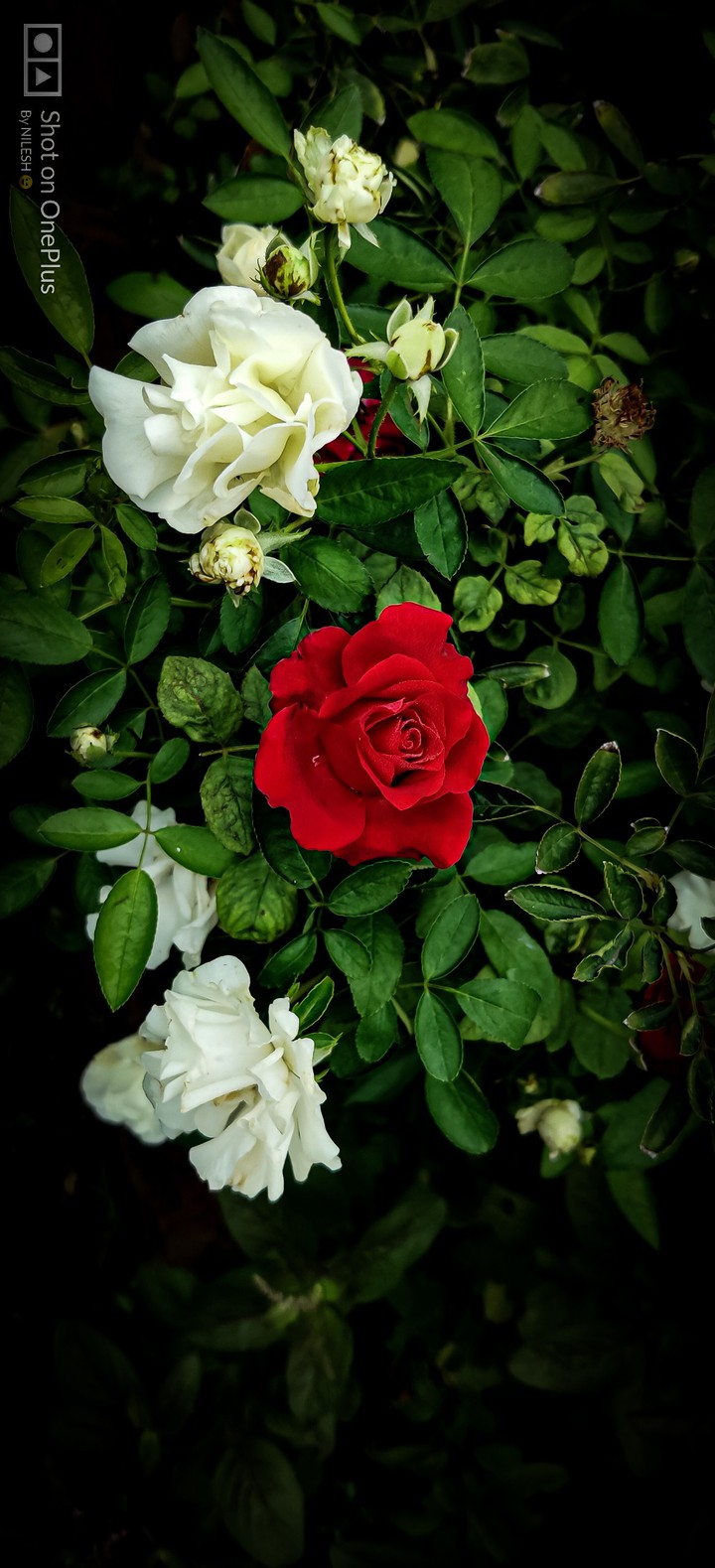 Roses