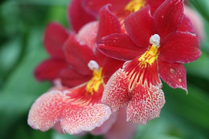 Red orchid