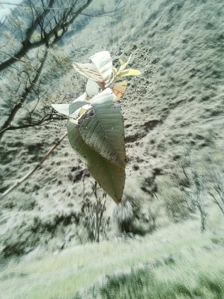 Vibrant nature