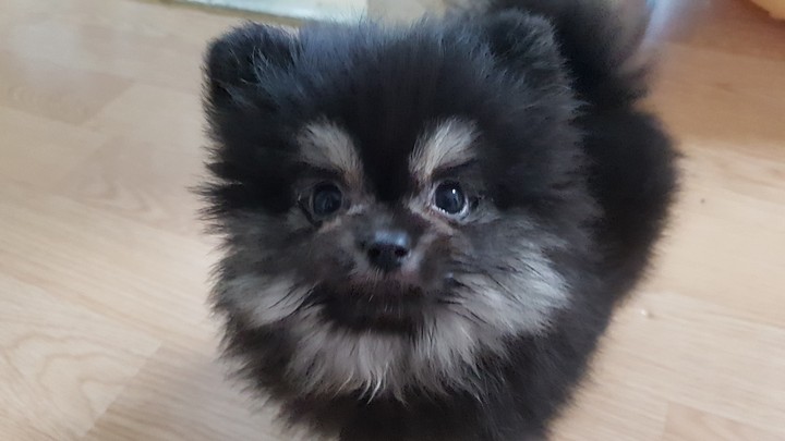 불랙탄포메라리안