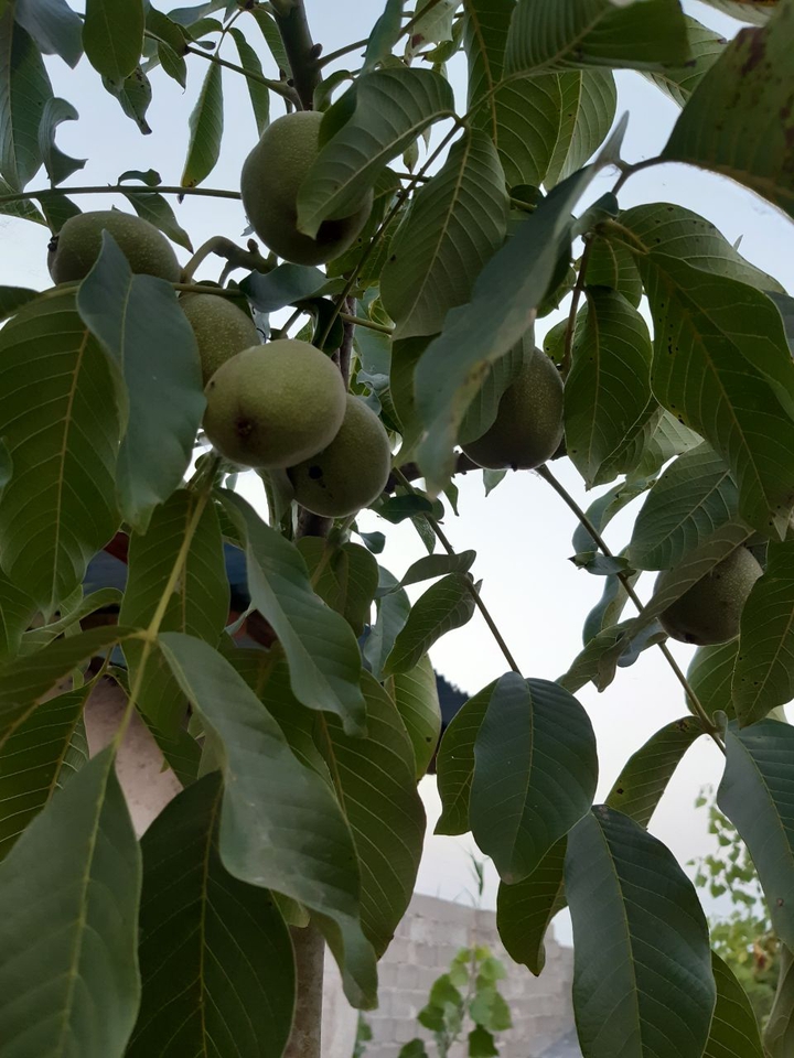 walnut