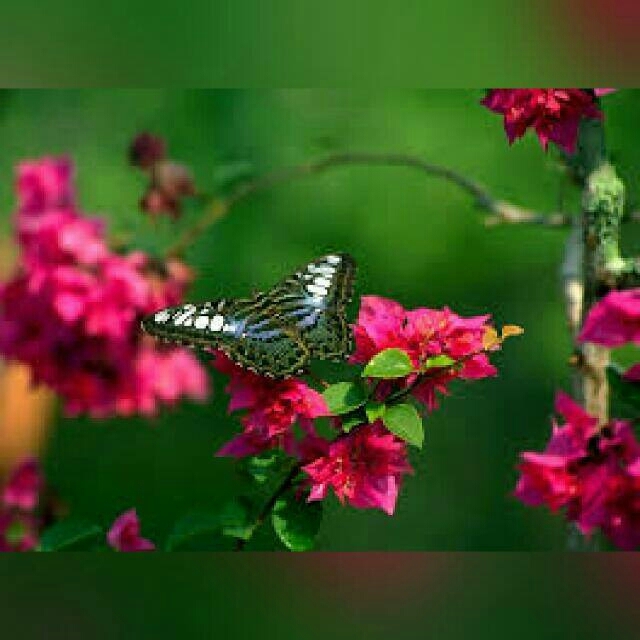butterfly